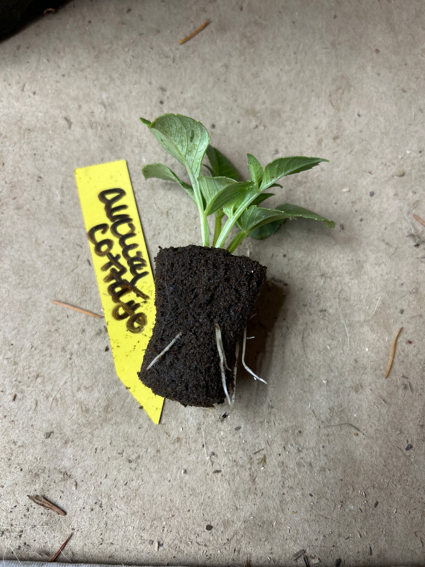 Fall shipped rooted dahlia cutting- Alloway cottage