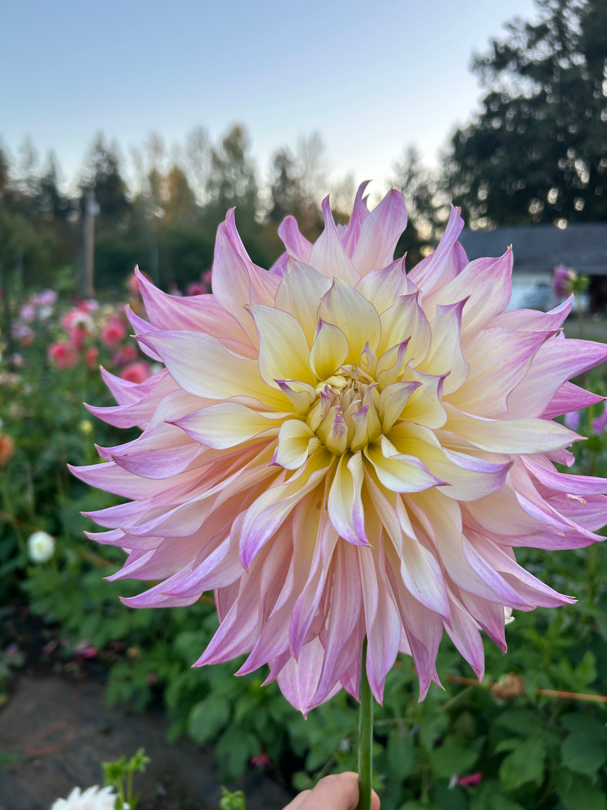 Garden Of Love