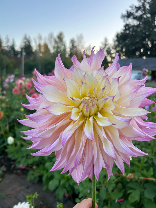 Garden Of Love