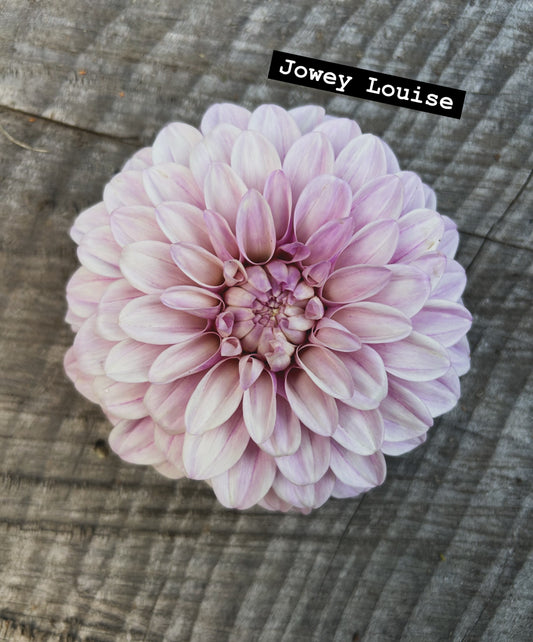 Jowey Louise