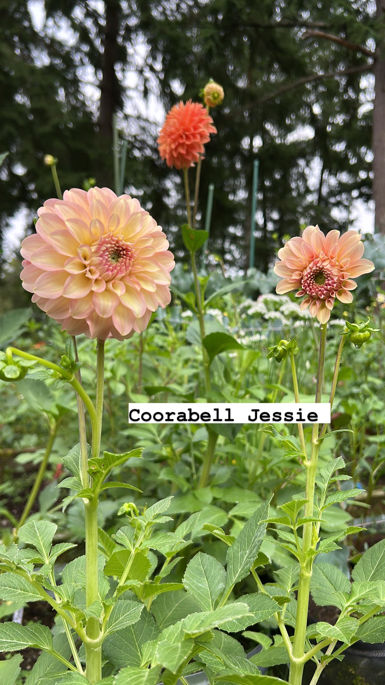 Coorabell Jessie