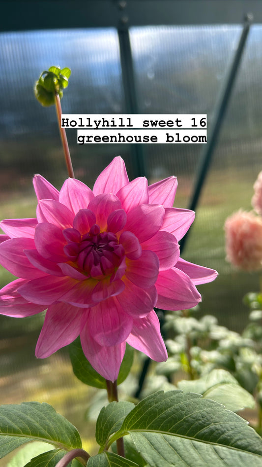 Hollyhill sweet 16