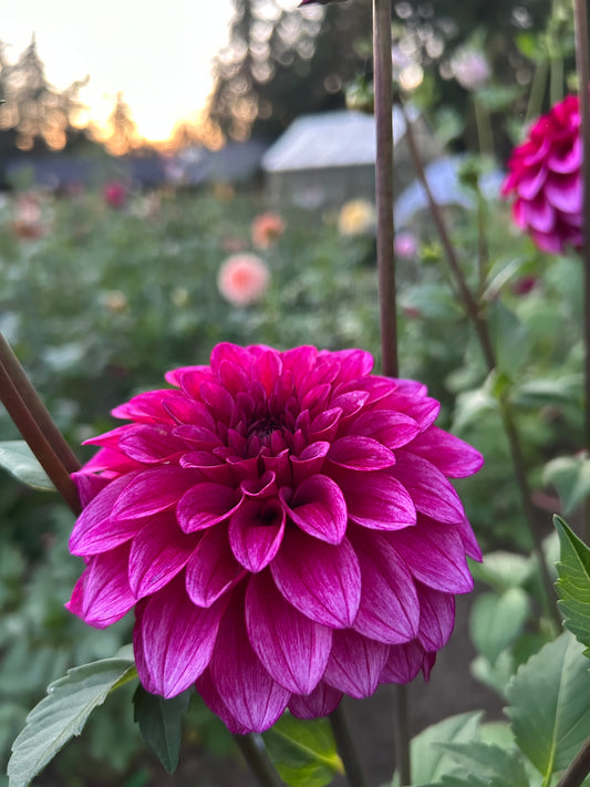 Rm Berry Bliss