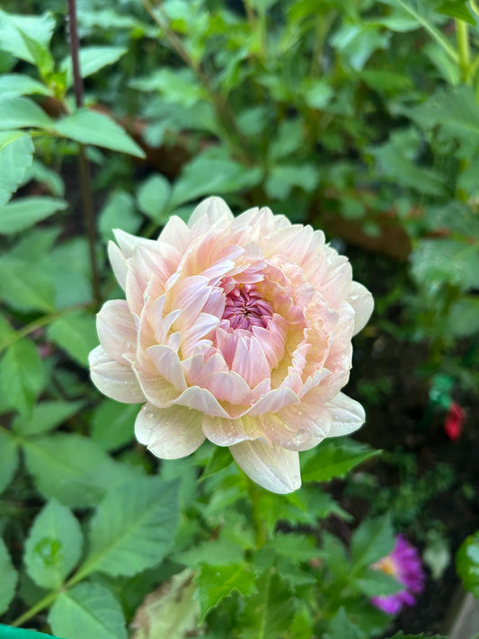 Fall shipped rooted dahlia cutting - Joel’s Favorite
