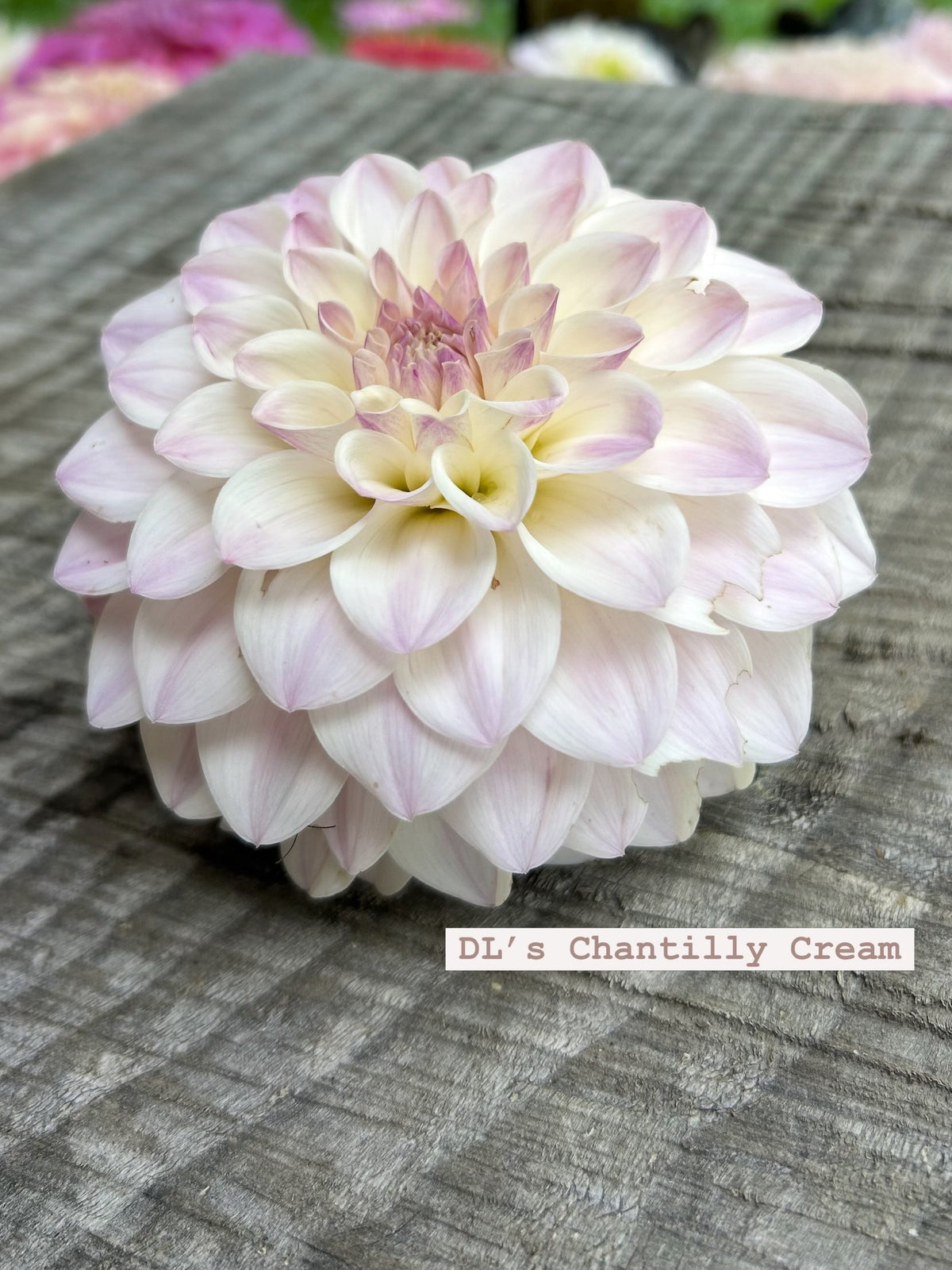 DL’s Chantilly Cream