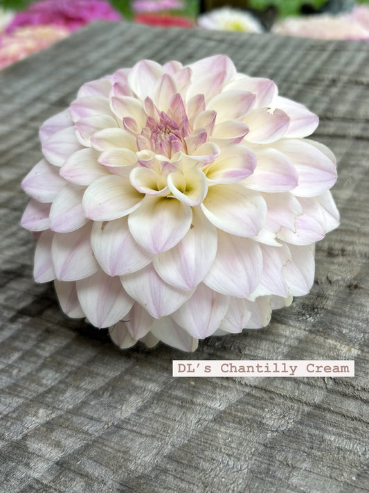DL’s Chantilly Cream