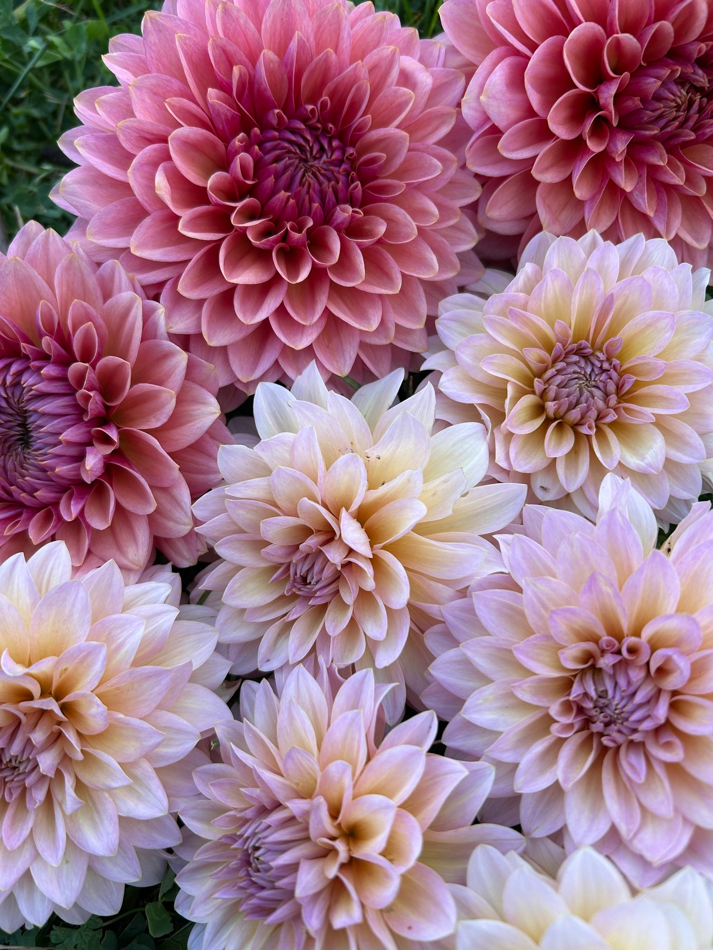 Dandelion Lanes The Special