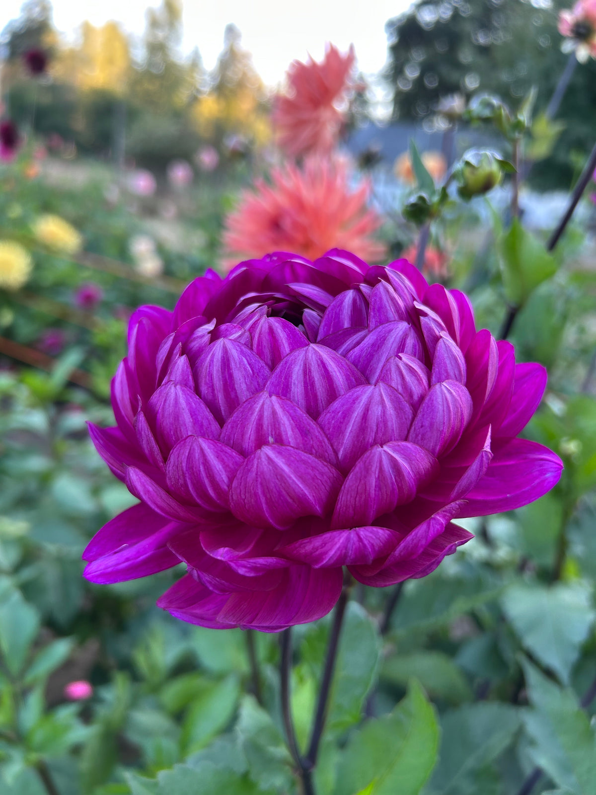 Sandia regal