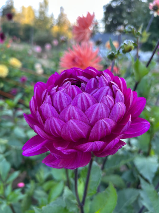 Sandia regal