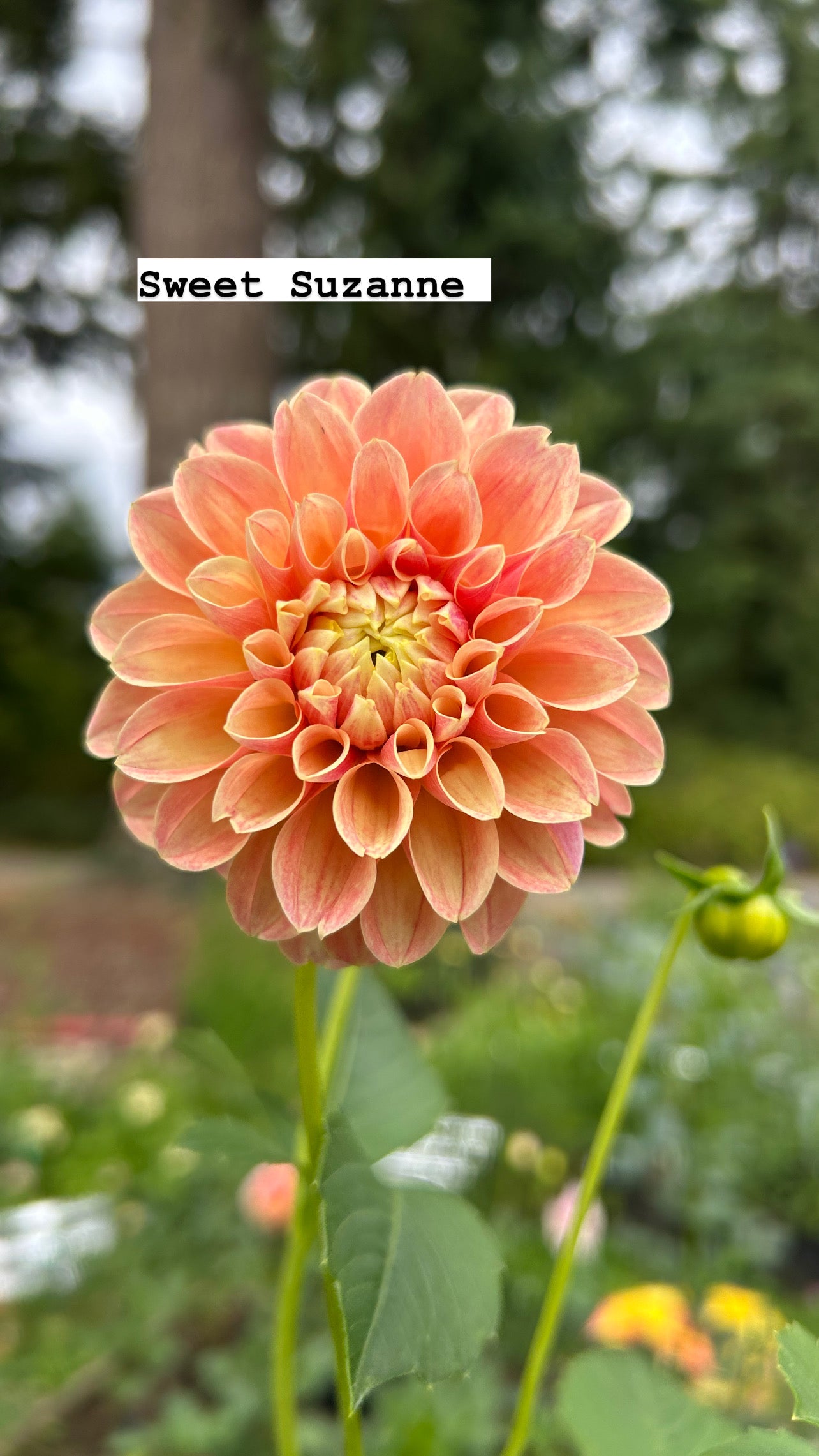 Sweet Suzanne