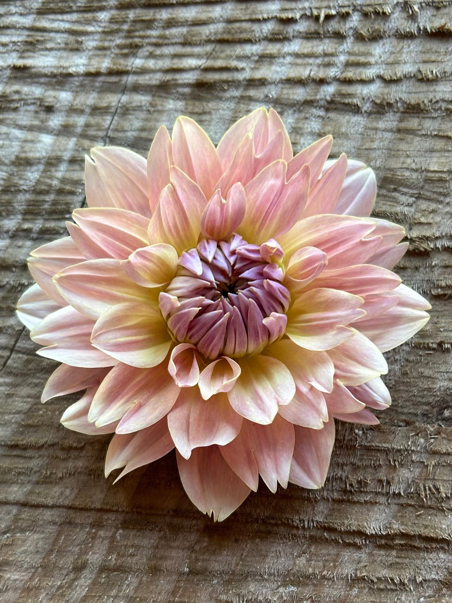 Fall shipped rooted dahlia cutting - Joel’s Favorite