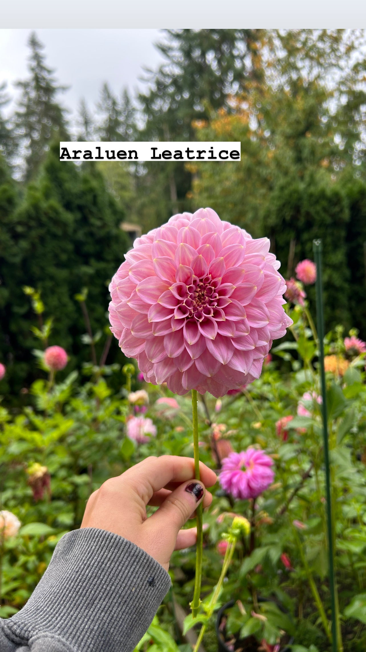 Fall shipped rooted dahlia cutting - Araluen Leatrice