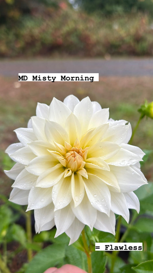 MD Misty Morning