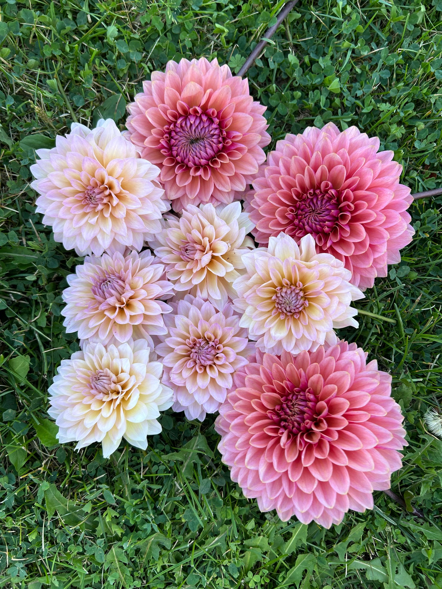 Dandelion Lanes The Special