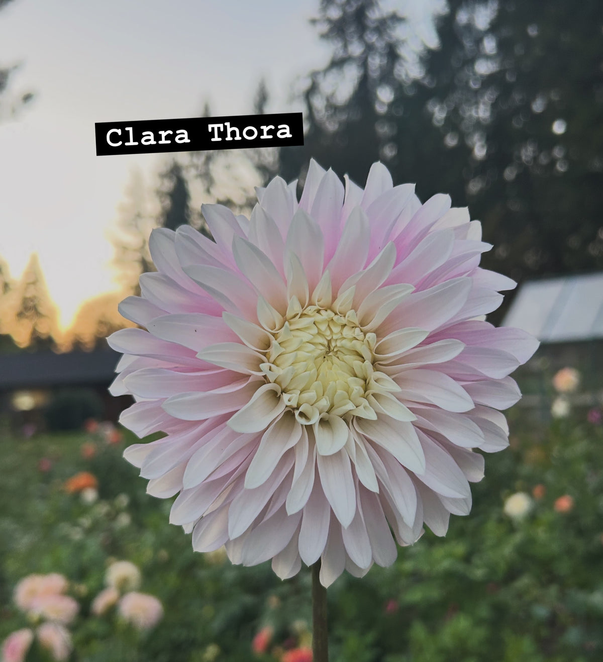 Clara Thora