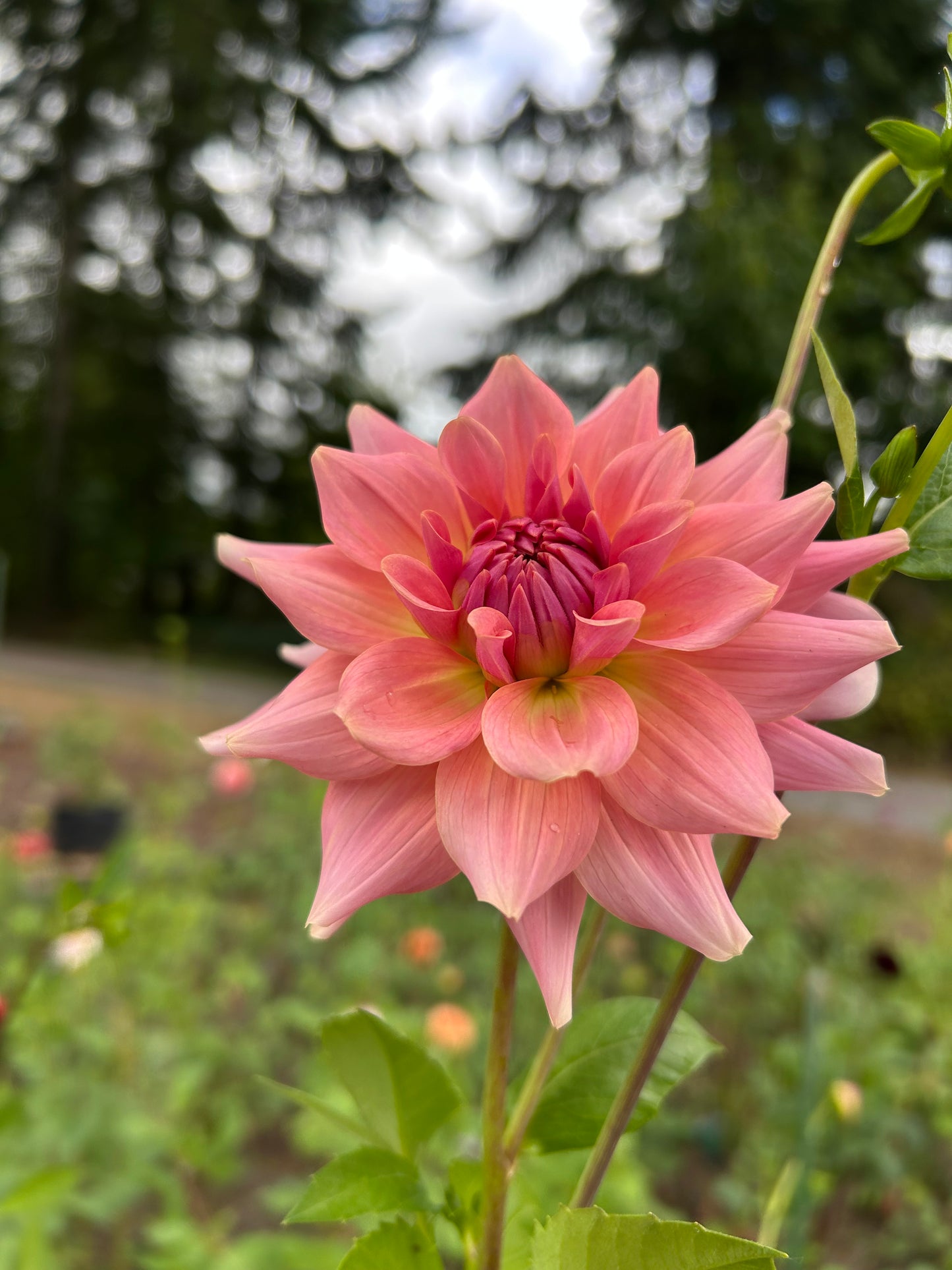 RM Fairy Wings 🩷a pipers fav 🩷