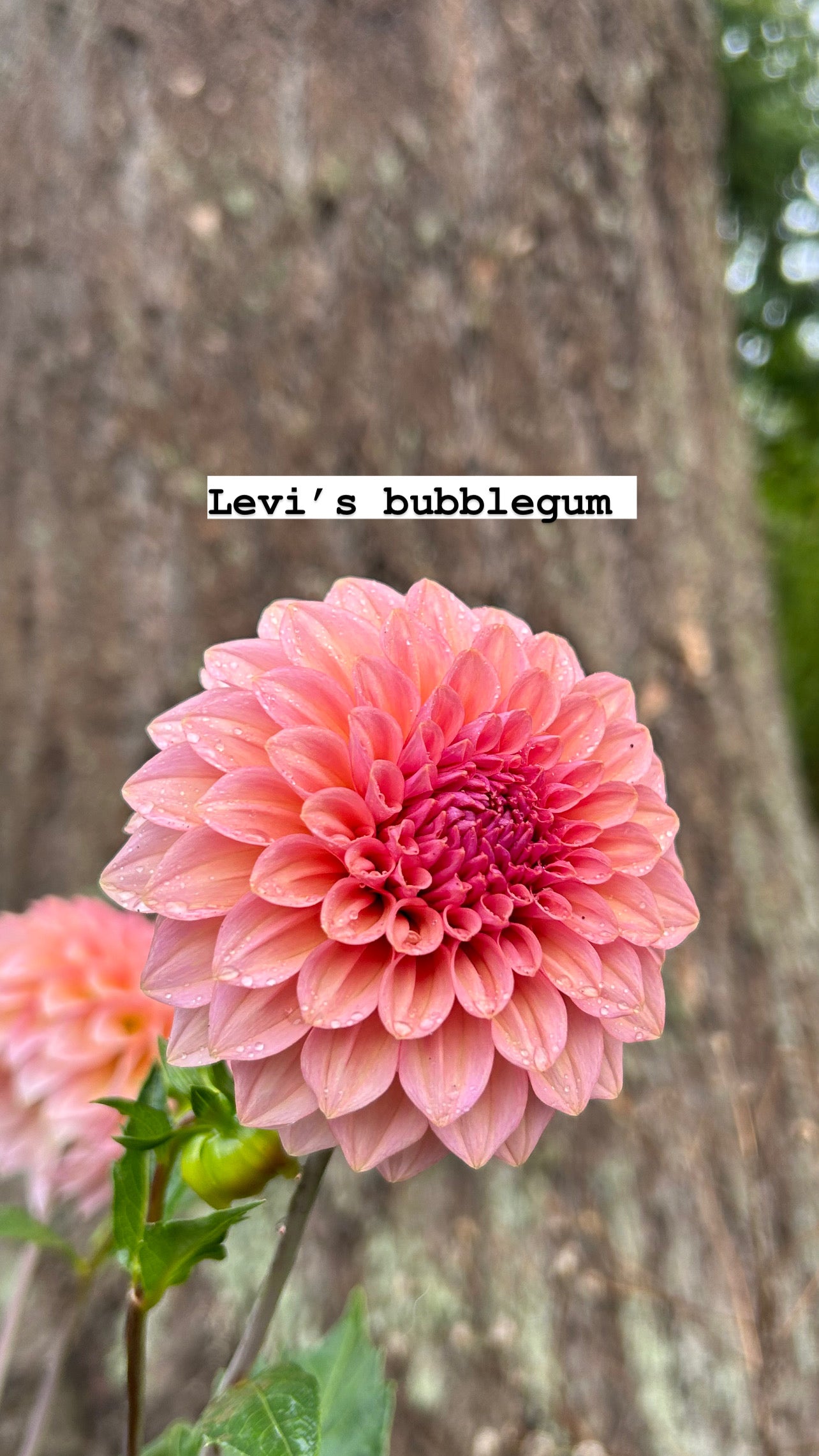 Levi’s bubblegum