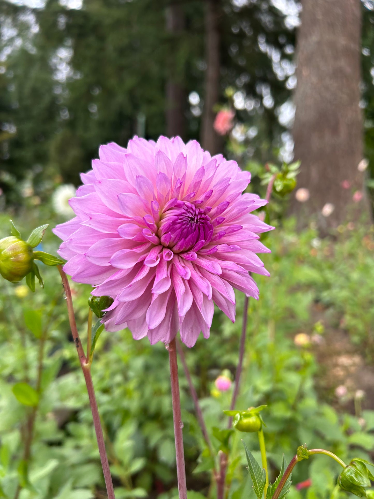 Lees Flute Loop Lavender