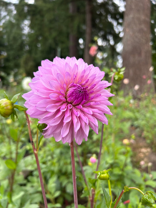 Lees Flute Loop Lavender