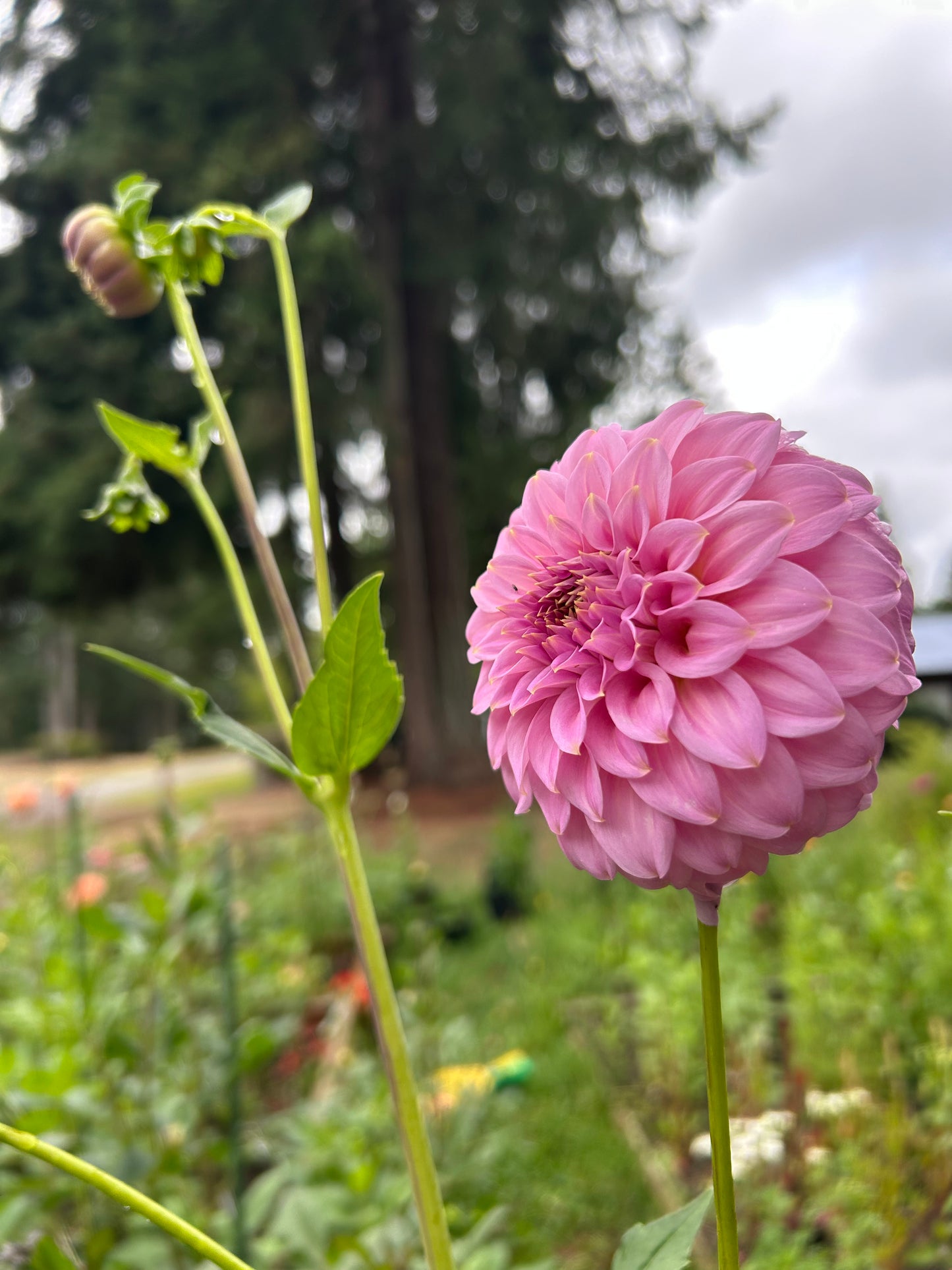 Fall shipped rooted dahlia cutting - Araluen Leatrice