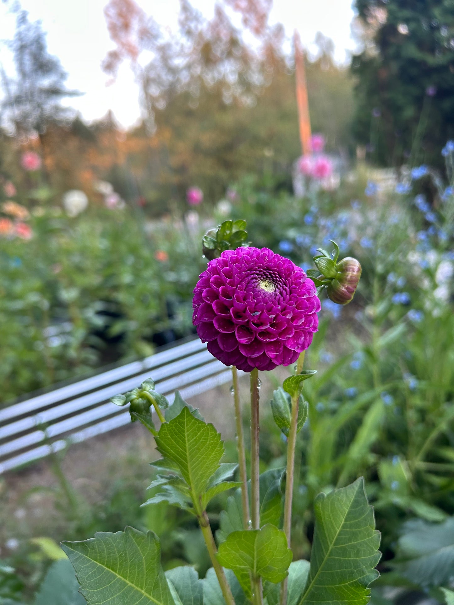 Fall Shipped Rooted Dahlia Cutting- Florelie Hayley