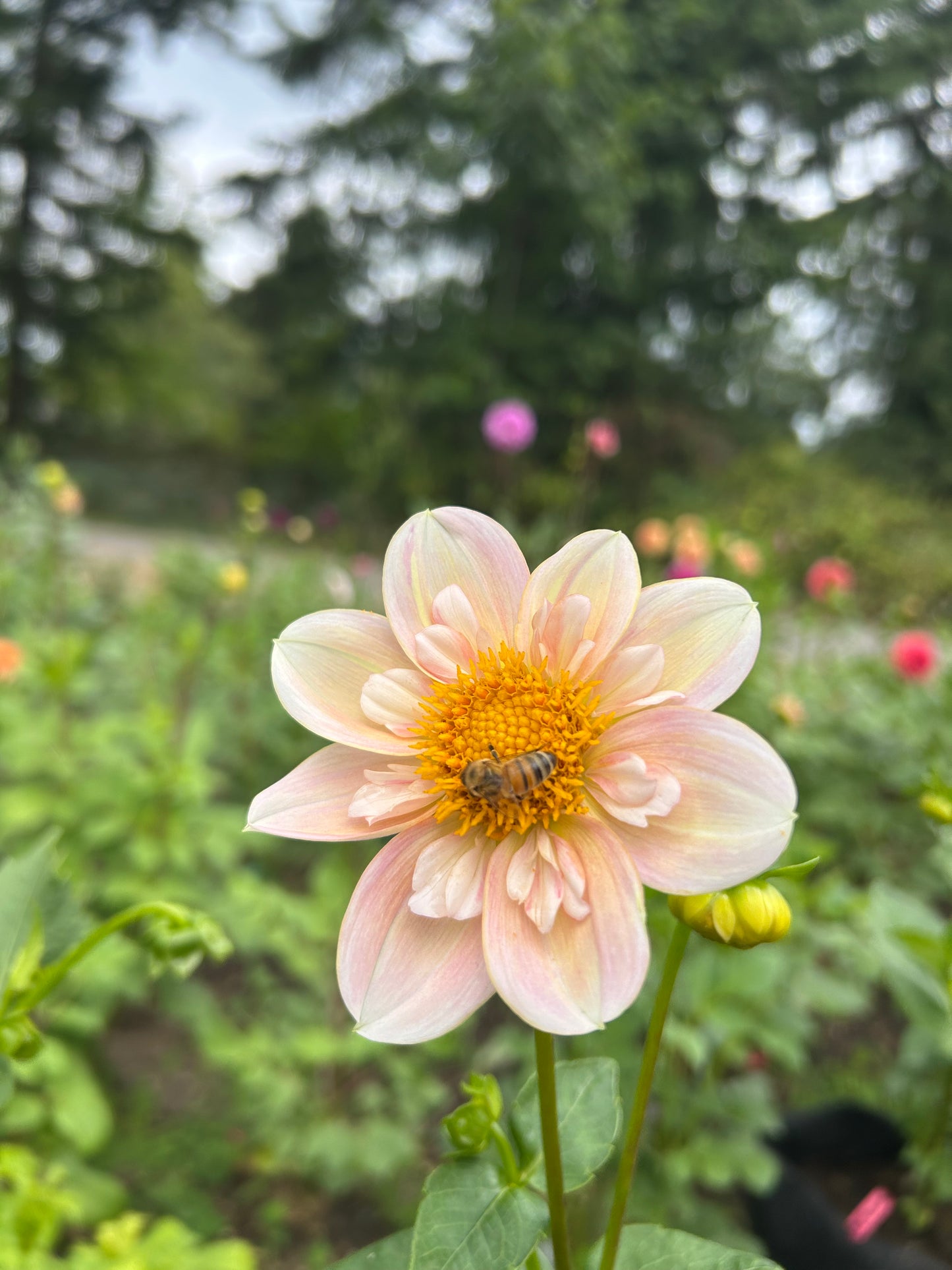 Mayberrys Peach Blossom