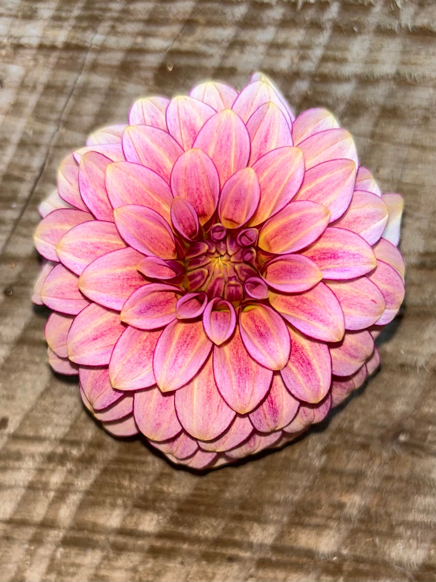 RM Raspberry Twinkle