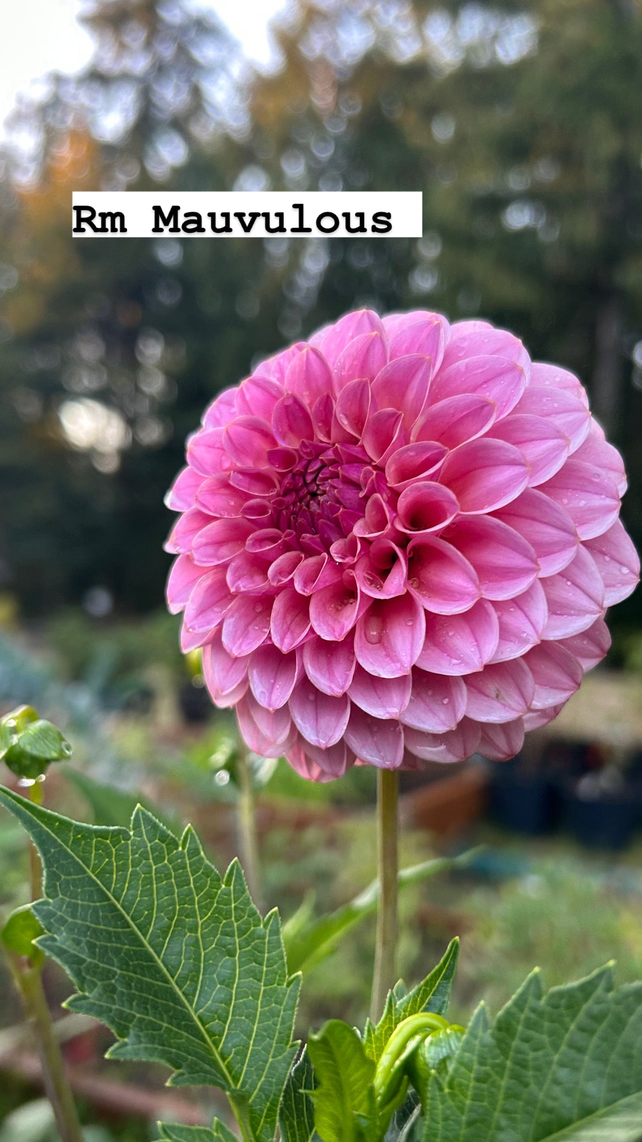 RM Mauvulous