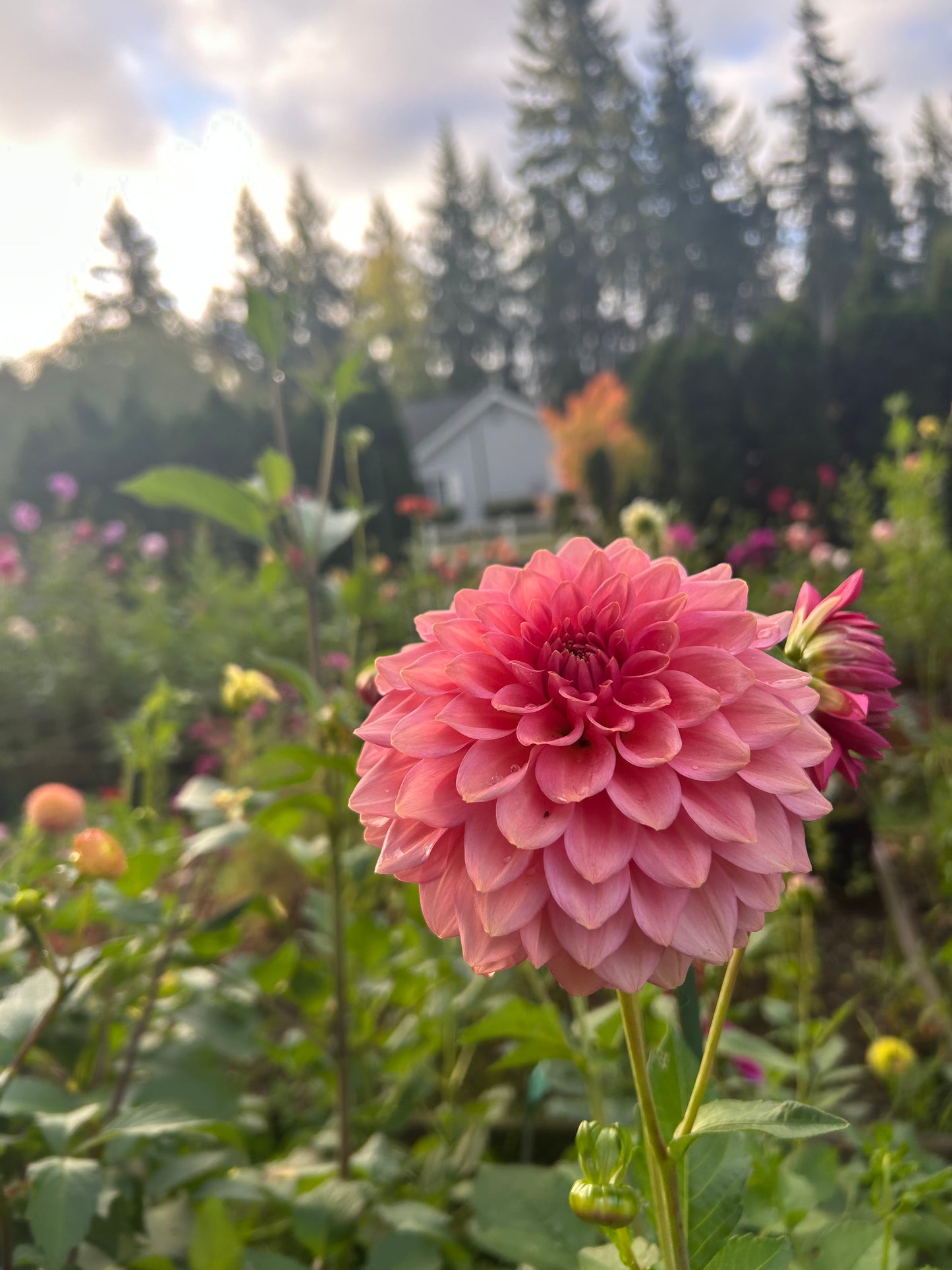 Fall shipped rooted dahlia cutting- Levi’s Dreamwalk