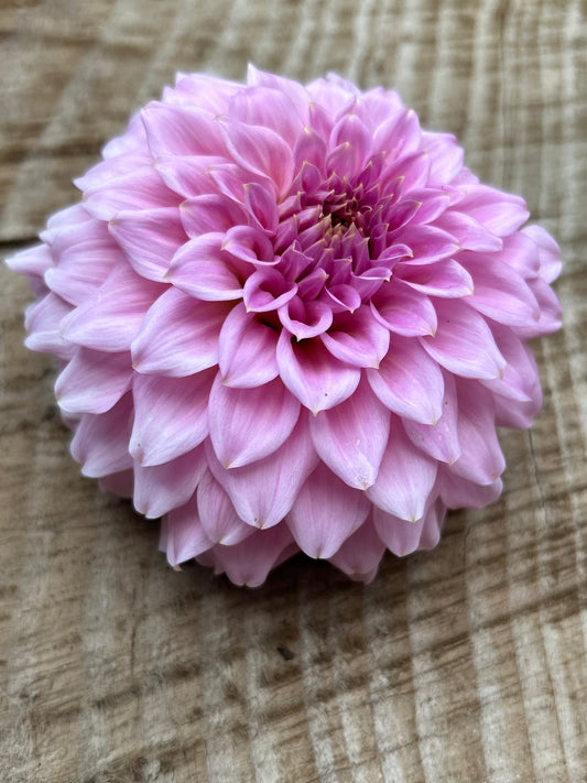 Fall shipped rooted dahlia cutting - Araluen Leatrice