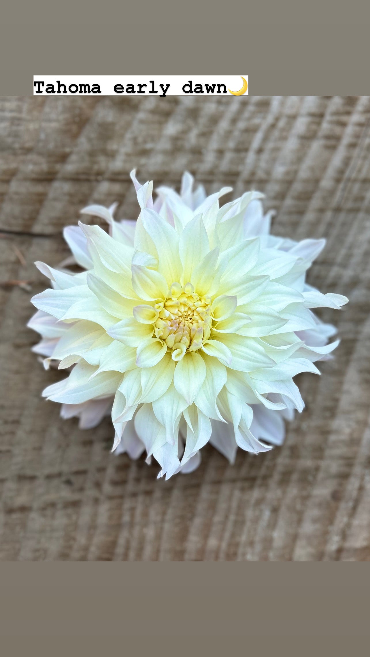 Tahoma Early Dawn ✨A pipers fav✨