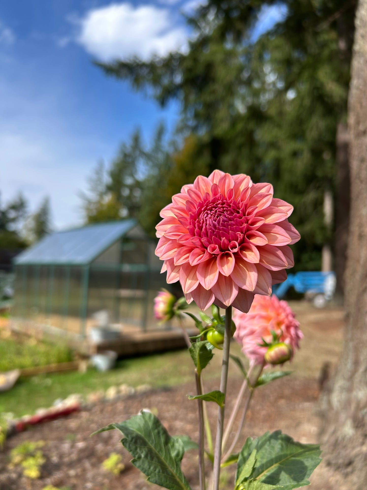 Fall shipped rooted dahlia cutting - Levi’s Bubblegum