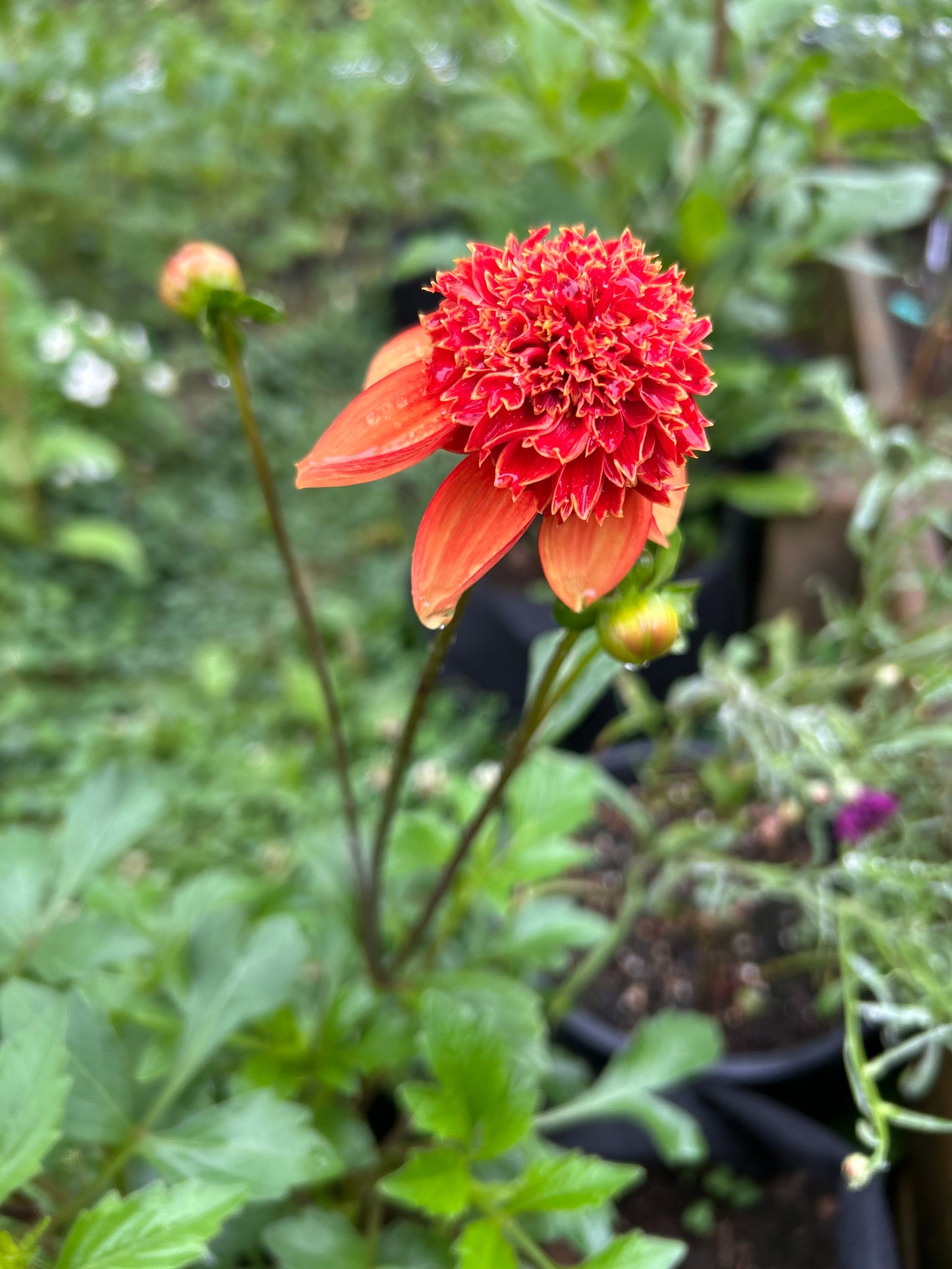 Josie 🇬🇧