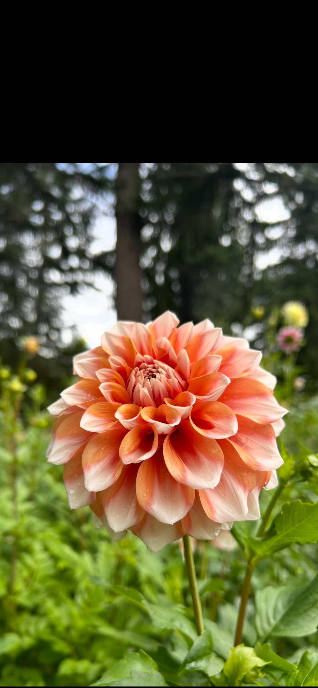 HollyHill Orange Ice
