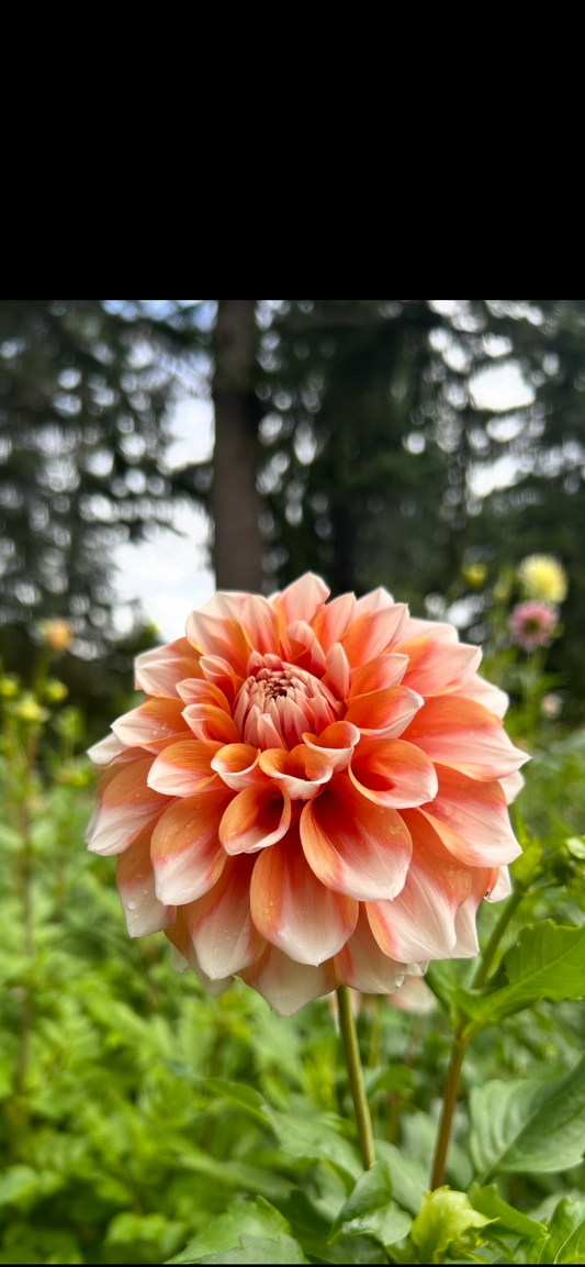 HollyHill Orange Ice