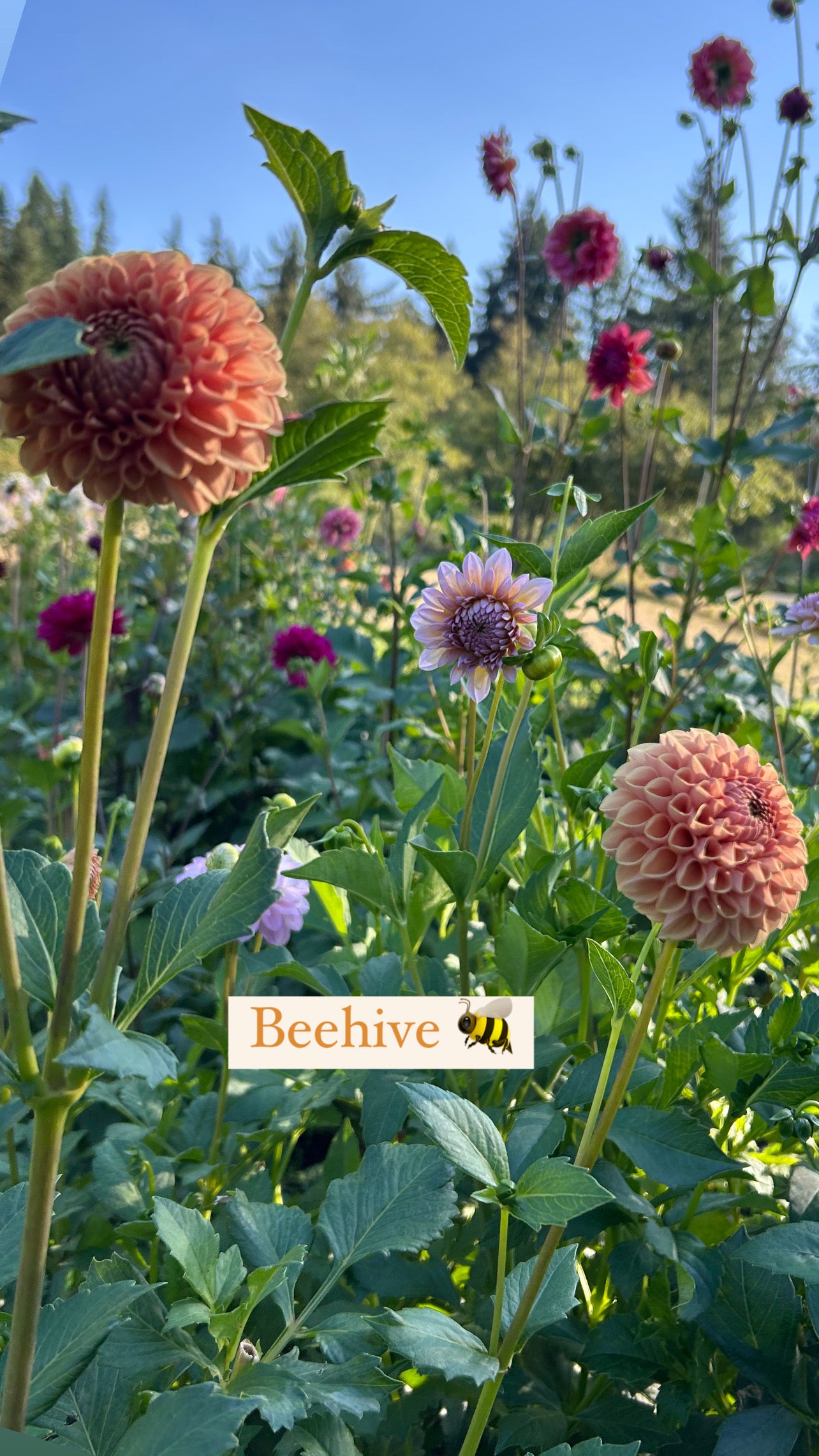 Beehive