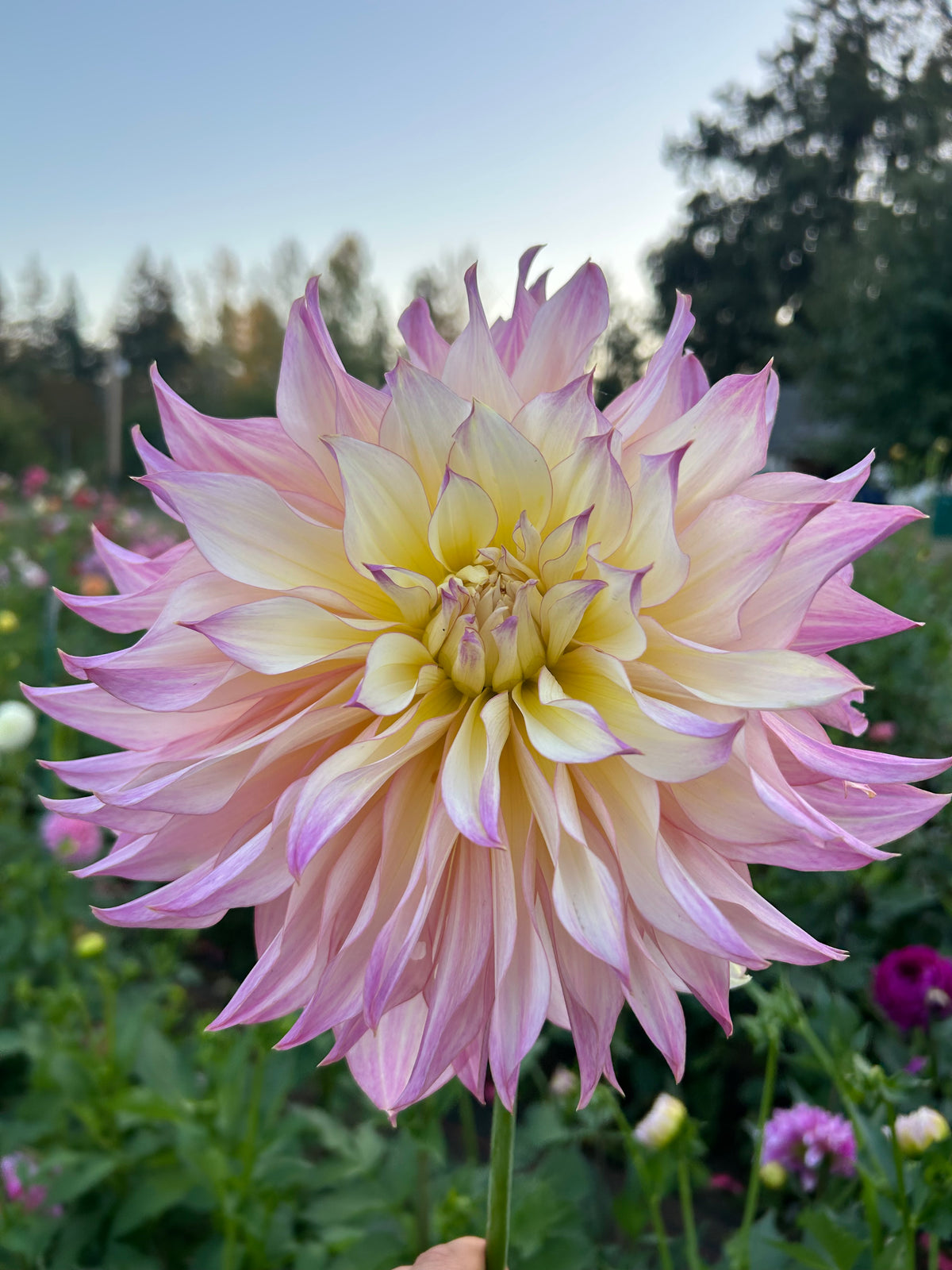 Garden Of Love
