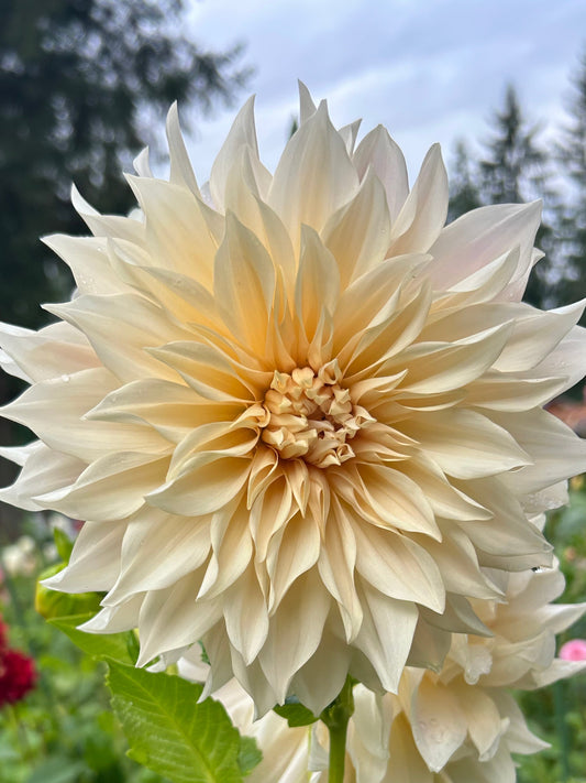 Cafe Au Lait (CAL)