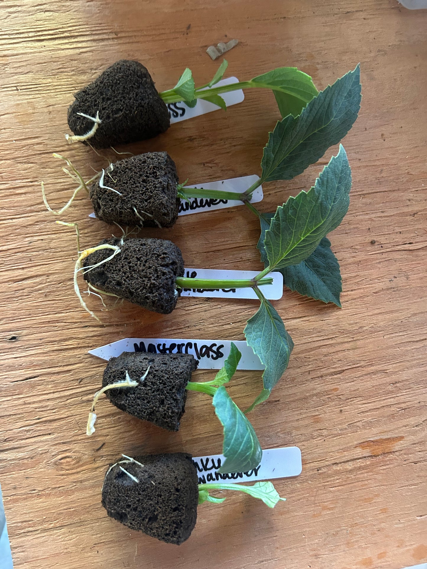 Florelie Guava Rooted Cutting