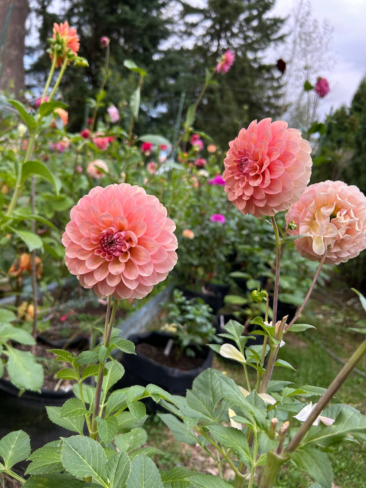 Fall shipped rooted dahlia cutting - Coorabell Jessie