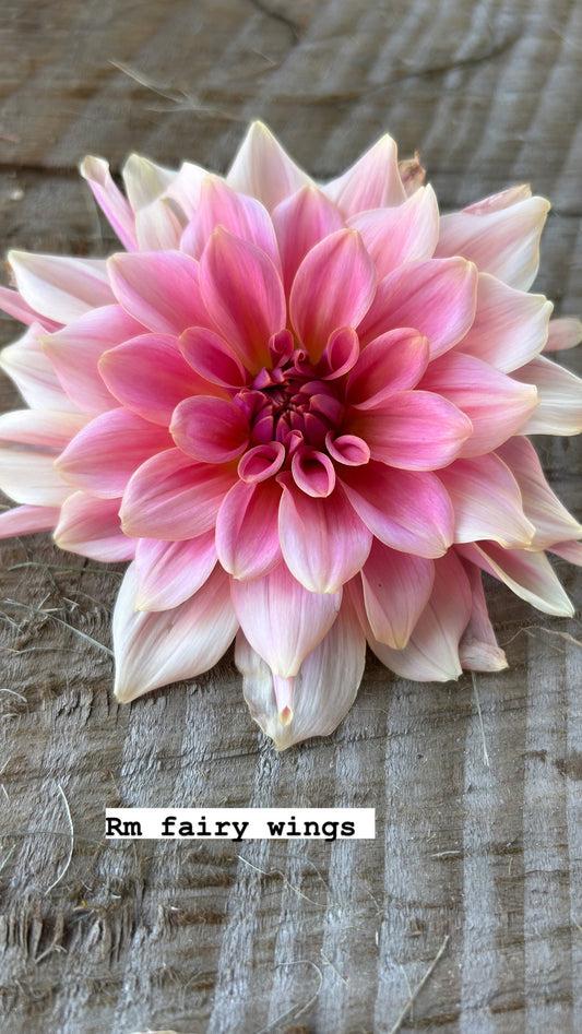 RM Fairy Wings 🩷a pipers fav 🩷