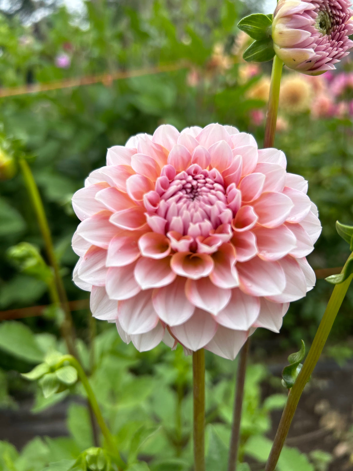 Blushing Swede