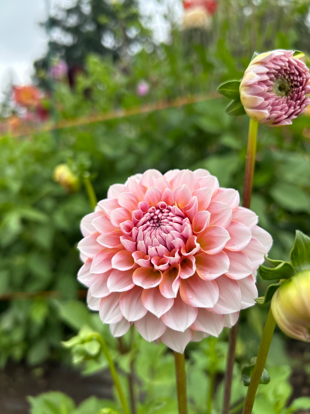 Blushing Swede