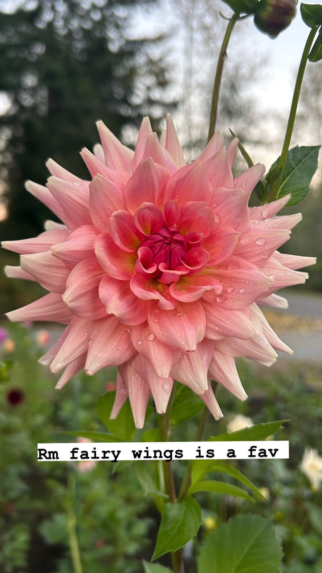 RM Fairy Wings 🩷a pipers fav 🩷