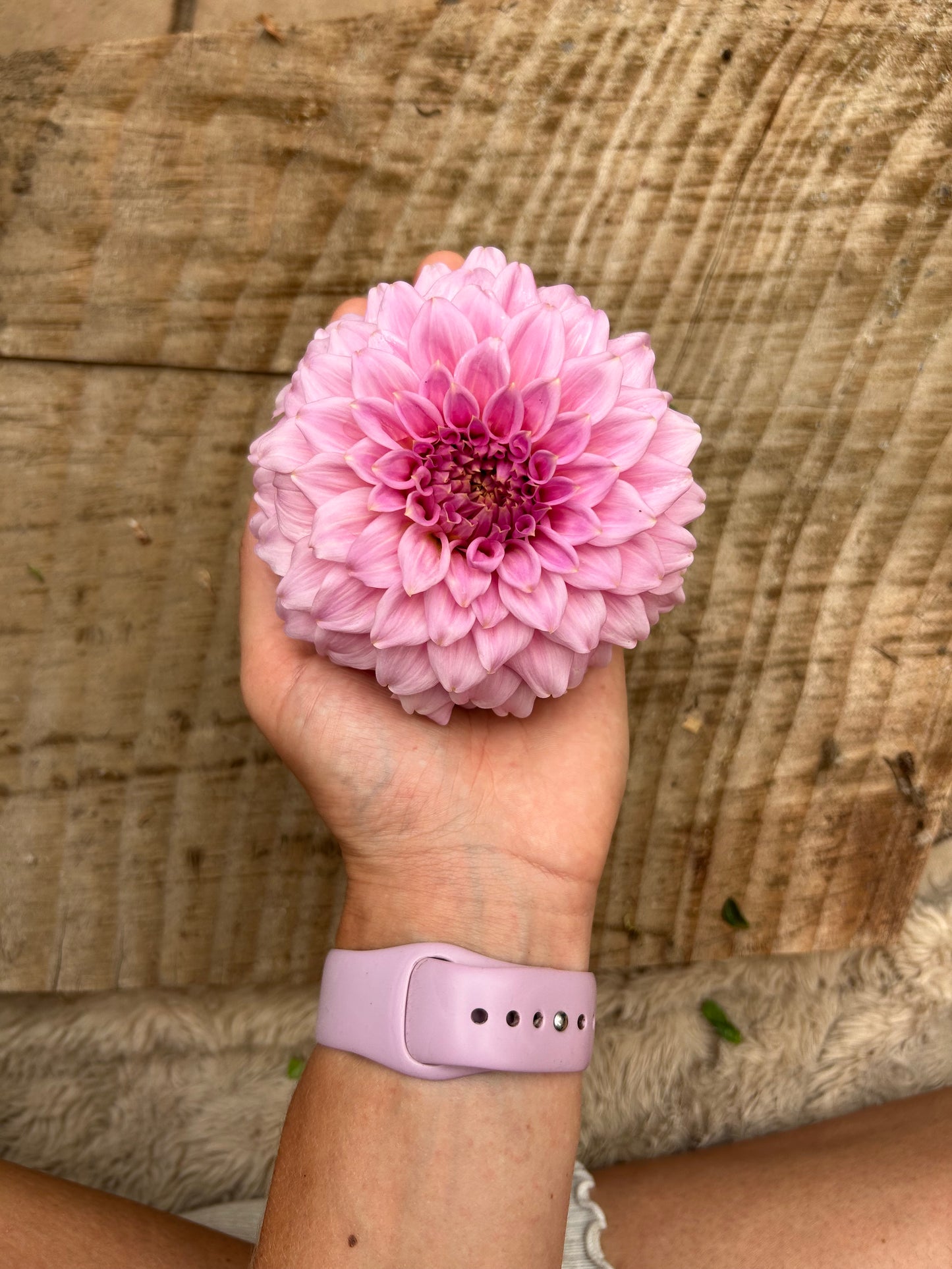 Fall shipped rooted dahlia cutting - Araluen Leatrice