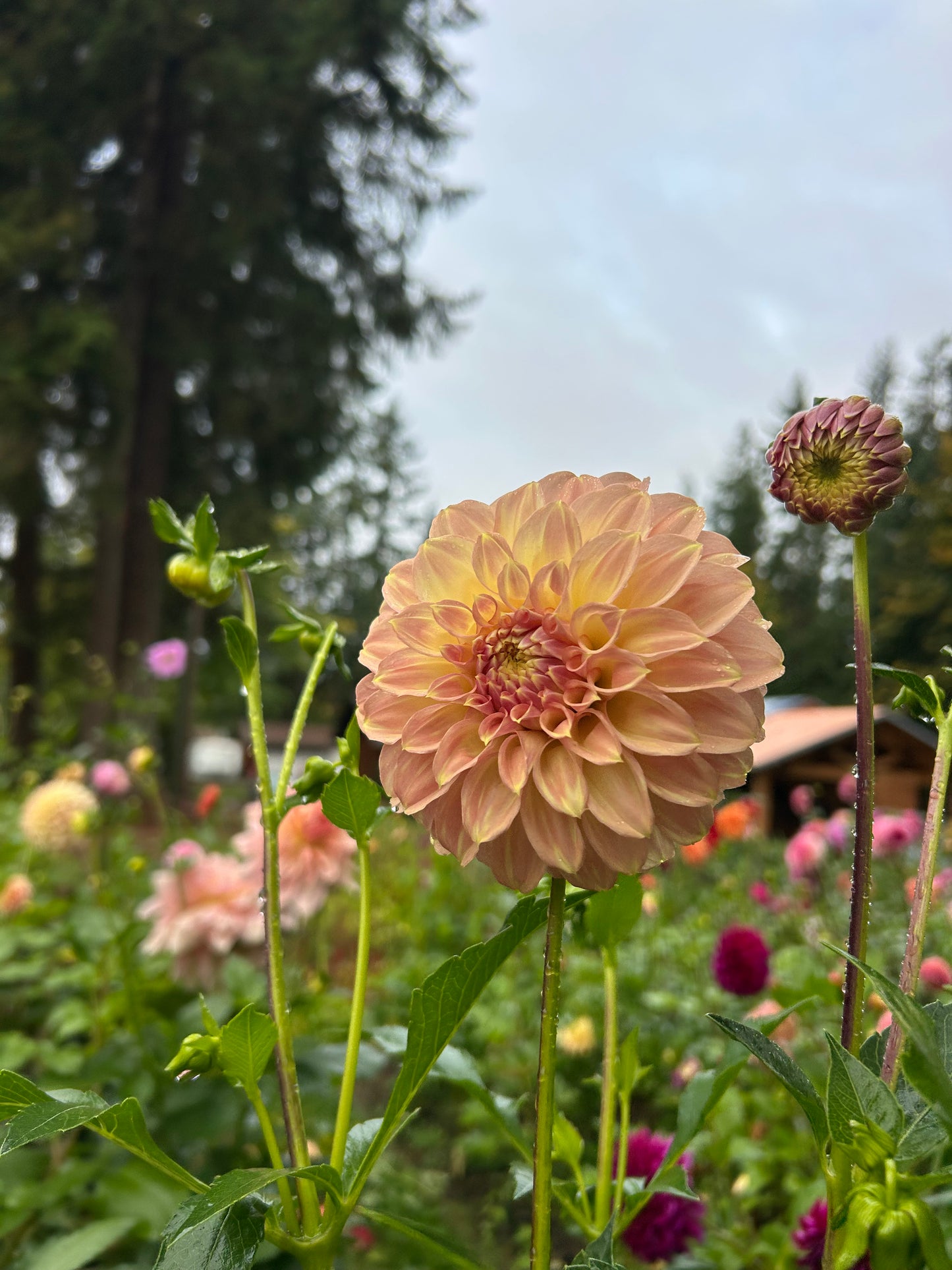 Fall Shipped Rooted Dahlia Cutting - Coorabell Astrid