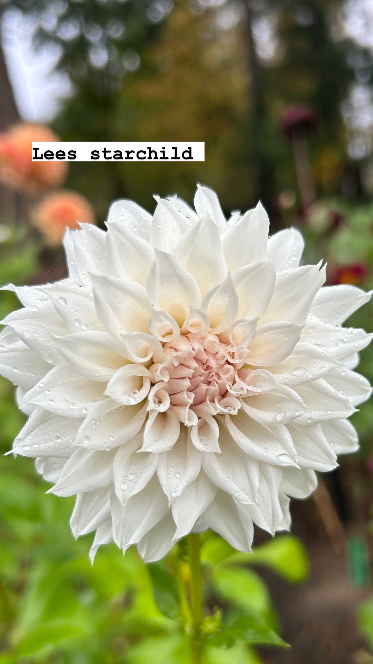 Lees Starchild