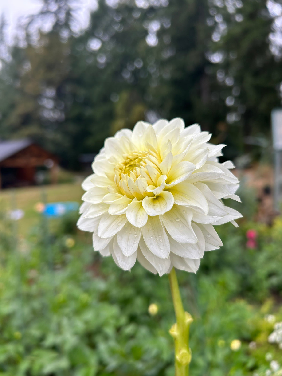 Skeena glow girl