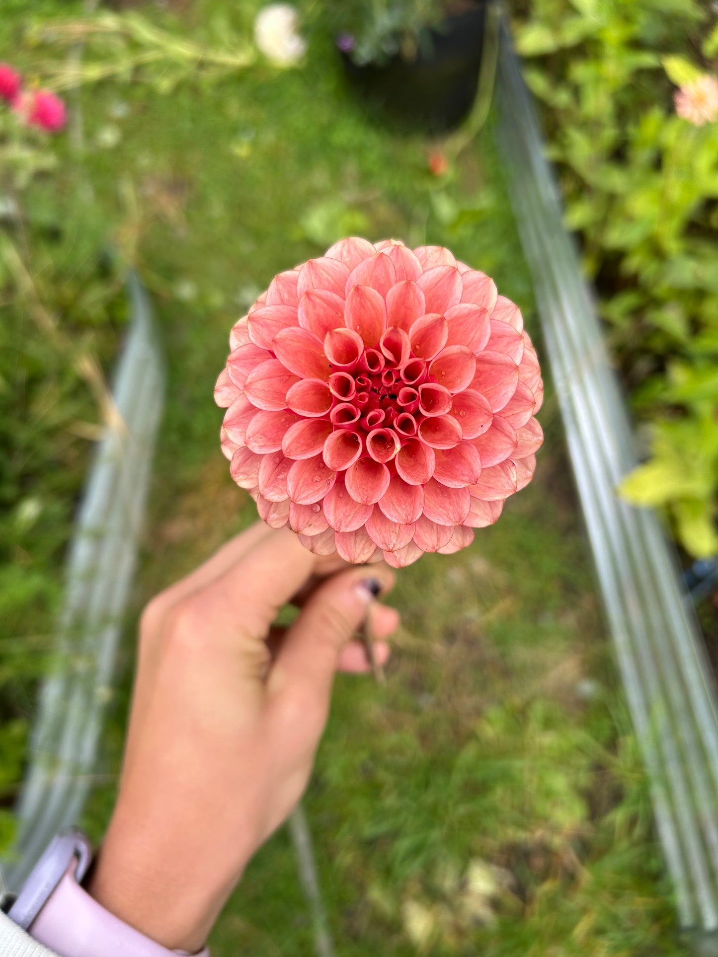Fall shipped rooted dahlia cutting- Levi’s Tomato