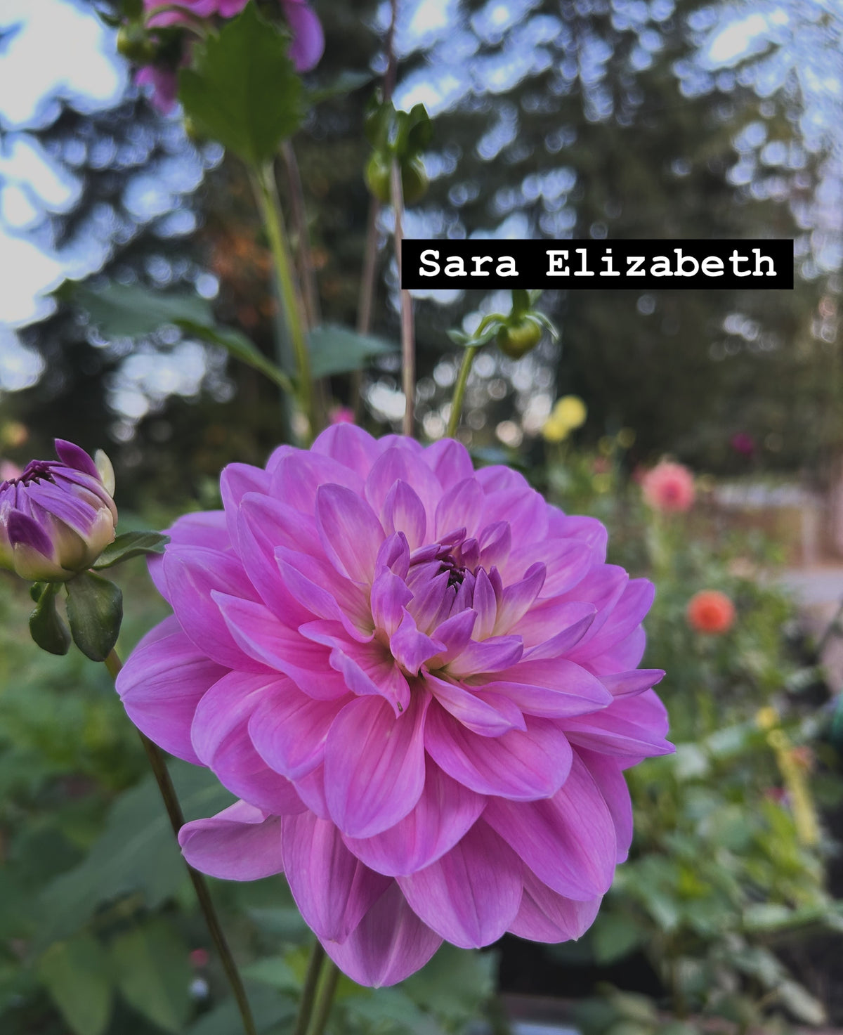Sara Elizabeth